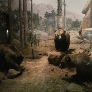 Mexican Grizzlies, American Wilderness Display - Feb. 2022