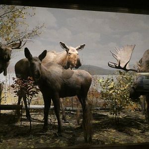 Alaskan Moose, American Wilderness Display - Feb. 2022