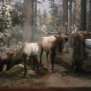 American Elk, American Wilderness Display - Feb. 2022