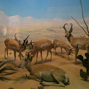 Pronghorn, American Wilderness Display - Feb. 2022
