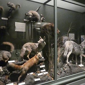 North American Predators, American Wilderness Display - Feb. 2022