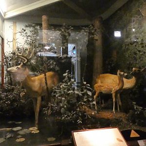 White Tailed Deer Summer Display, American Wilderness Display - Feb. 2022