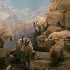Rocky Mountain Goats, American Wilderness Display - Feb. 2022