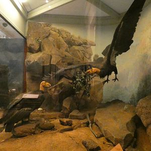 Californian Condor, American Wilderness Display - Feb. 2022