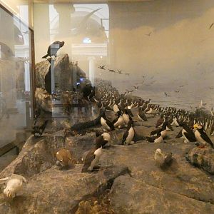 Seabirds, American Wilderness Display - Feb. 2022