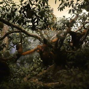 Orangutans, Hall of Asian Mammals - Feb. 2022