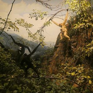 Gibbons, Hall of Asian Mammals - Feb. 2022