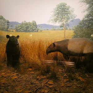 Malayan Tapirs, Hall of Asian Mammals - Feb. 2022