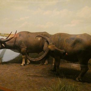 Asian Water Buffalo, Hall of Asian Mammals - Feb. 2022