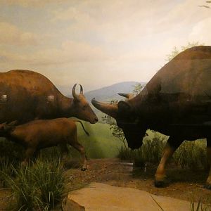 Gaur, Hall of Asian Mammals - Feb. 2022