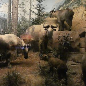 Sichuan Takin, Hall of Asian Mammals - Feb. 2022