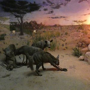 Striped Hyenas, Hall of Asian Mammals - Feb. 2022