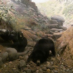 Sloth Bears, Hall of Asian Mammals - Feb. 2022