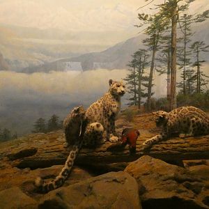 Snow Leopard and Cubs, Hall of Asian Mammals - Feb. 2022