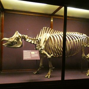 Indian Rhino Skeletal Display, Hall of Asian Mammals - Feb. 2022