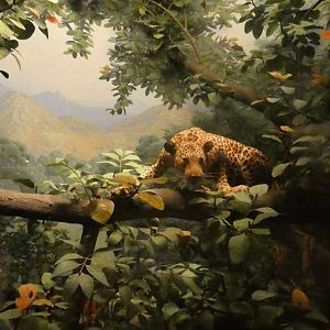 Indian Leopard, Hall of Asian Mammals - Feb. 2022