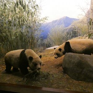 Giant Pandas, Hall of Asian Mammals - Feb. 2022