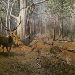 Chital, Hall of Asian Mammals - Feb. 2022