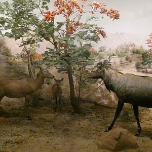 Nilgai Antelope, Hall of Asian Mammals - Feb. 2022