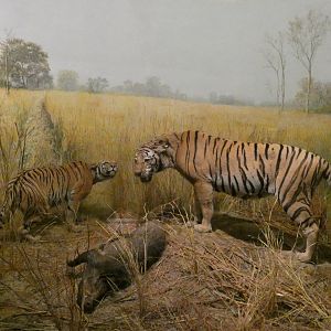 Bengal Tiger, Hall of Asian Mammals - Feb. 2022