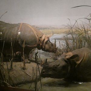 Indian Rhinos, Hall of Asian Mammals - Feb. 2022