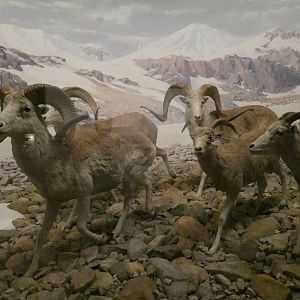 Argali, Hall of Asian Mammals - Feb. 2022