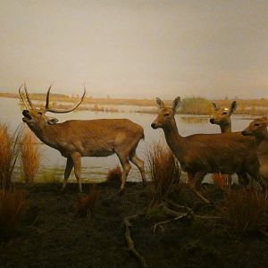 Sambar Deer, Hall of Asian Mammals - Feb. 2022