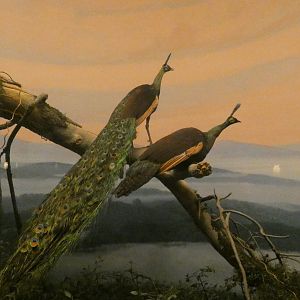 Green Peacock - Feb. 2022