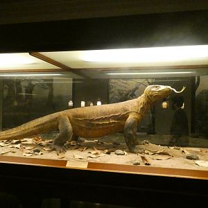 Komodo Dragon - Feb. 2022