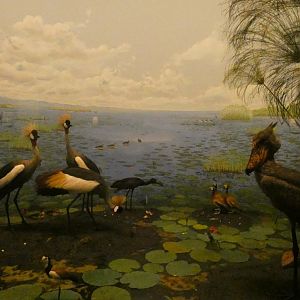Birds of the African Marshland Display - Feb. 2022