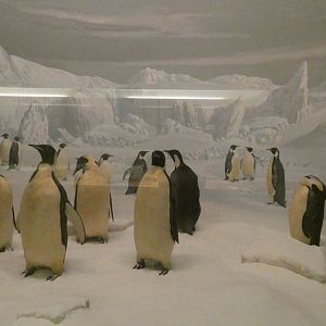 Emperor Penguin - Feb. 2022