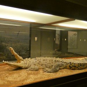 Crocodile - Feb. 2022