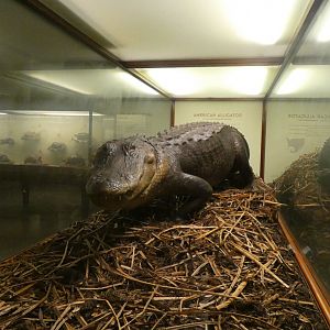 American Alligator + Fake Nest - Feb. 2022