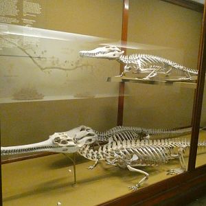 Crocodilian Skeletal Display - Feb. 2022