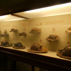 Turtles of the World - Feb. 2022