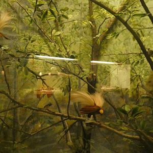 Greater Birds of Paradise - Feb. 2022