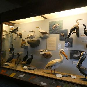 Hall of Birds - Feb. 2022