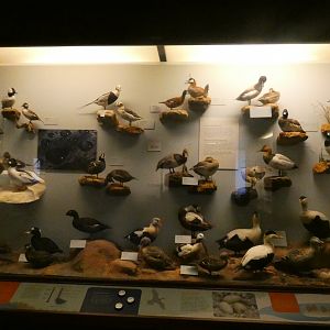 Hall of Birds - Feb. 2022