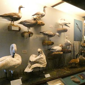 Hall of Birds - Feb. 2022