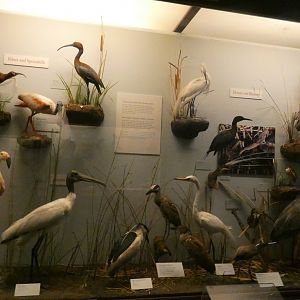 Hall of Birds - Feb. 2022