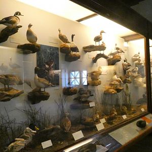 Hall of Birds - Feb. 2022