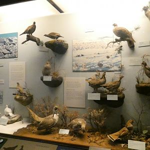 Hall of Birds - Feb. 2022