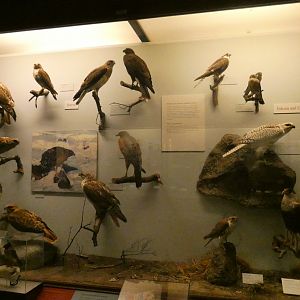 Hall of Birds - Feb. 2022