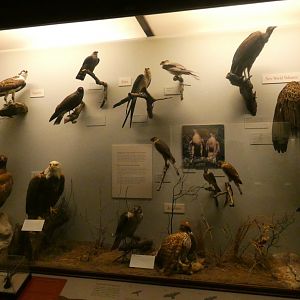 Hall of Birds - Feb. 2022