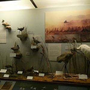 Hall of Birds - Feb. 2022