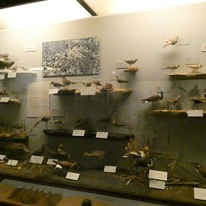 Hall of Birds - Feb. 2022