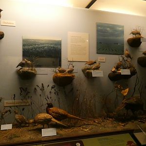 Hall of Birds - Feb. 2022