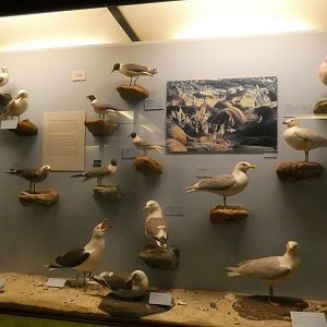 Hall of Birds - Feb. 2022