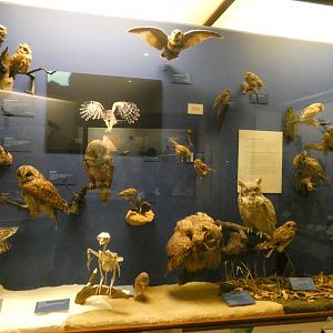 Hall of Birds - Feb. 2022