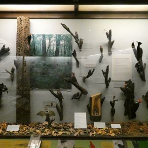 Hall of Birds - Feb. 2022